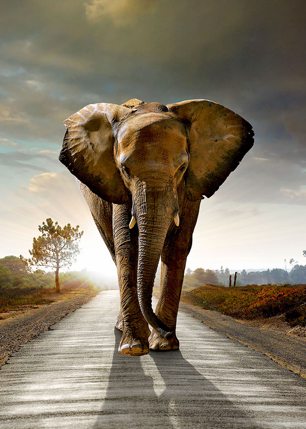 African elephant