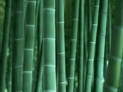 bamboo.jpg