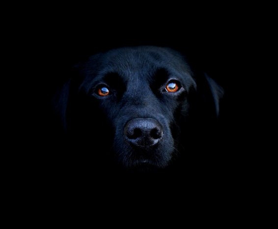 Black labrador