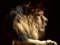 lion.jpg